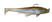 Threadfin Shad - 007