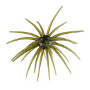 HAGS "BIG TEX" PRICKLY PEAR 25MM-5