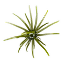 HAGS "BIG TEX" PRICKLY PEAR 25MM-6