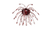 WB-004 | Craw
