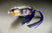 Purple Shad