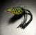 Bullfrog