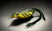 Bullfrog