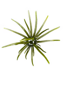 HAGS "BIG TEX" PRICKLY PEAR 25MM-6