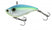 CITRUS SHAD