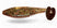 Gold Shiner Gold Tail