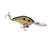 Olive Shad