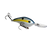 Sexy Shad