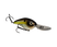 Summer Sexy Shad