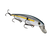 Sexy Shad