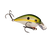 Olive Shad