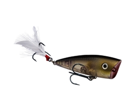 Buy clearwater-minnow STRIKE KING KVD SPLASH JR POPPER