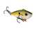 Olive Shad