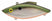 Gold Tennessee Shad