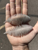 GEECRACK BELLOWS GILL-19